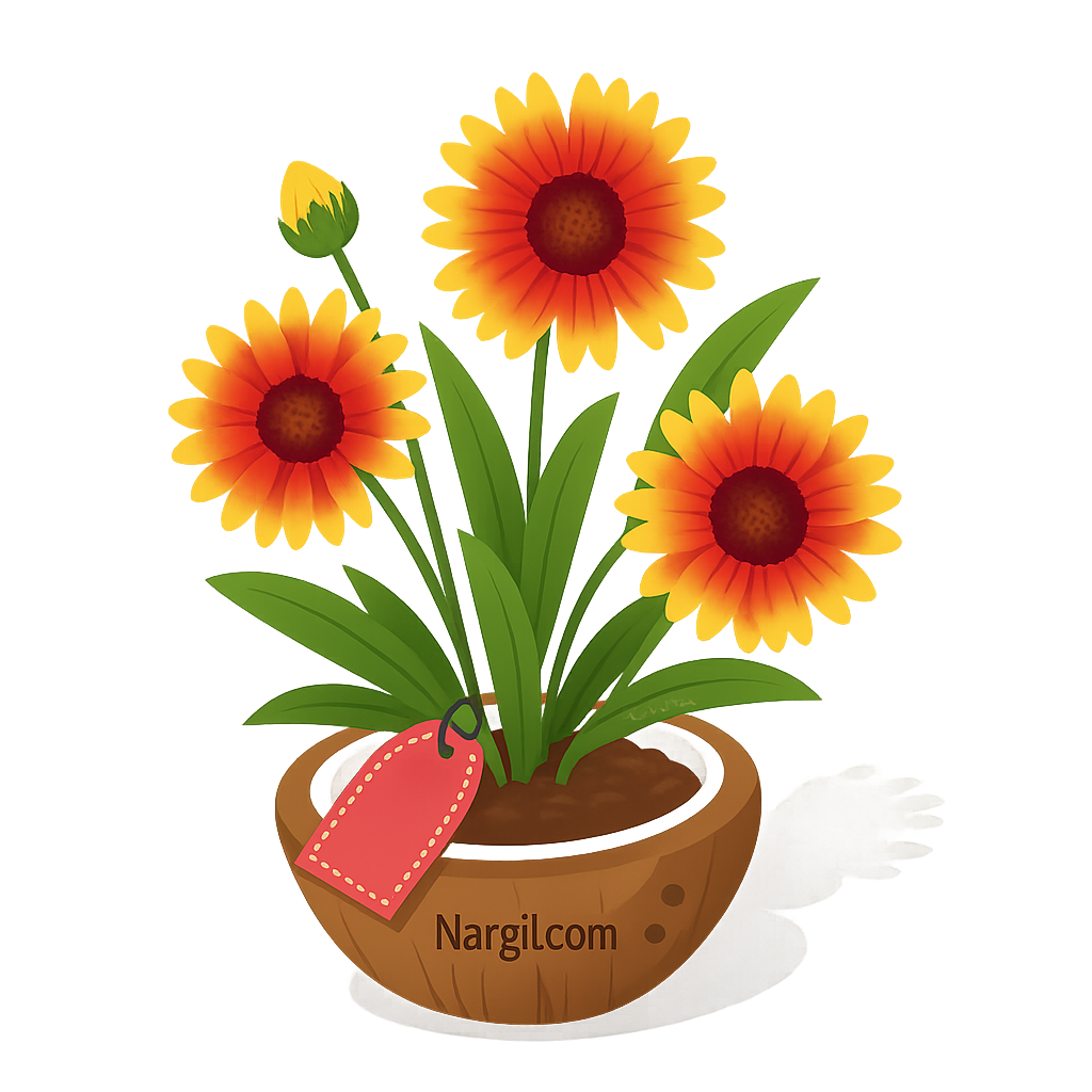  Nargil - Blanket Flower